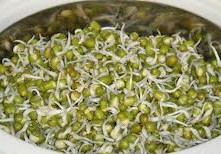 simple way to prepare fresh moong gram sprouts at home